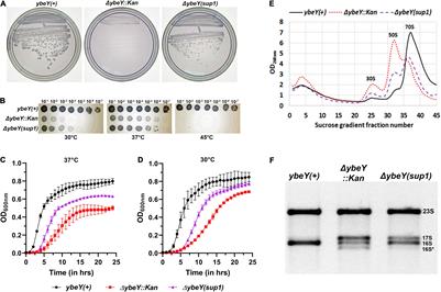 A Mutant Era GTPase Suppresses Phenotypes Caused by Loss of Highly Conserved YbeY Protein in Escherichia coli